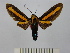 (Ormetica maura - BEVI1342)  @14 [ ] No Rights Reserved (2010) Benoit Vincent Research Collection of Benoit Vincent