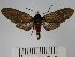  (Pseudopharus cornelia - BEVI1391)  @14 [ ] No Rights Reserved (2010) Benoit Vincent Research Collection of Benoit Vincent