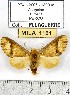  ( - MILA 1161)  @15 [ ] Copyright (2010) Unspecified The Research Collection of Michel Laguerre