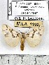  ( - MILA 1199)  @14 [ ] Copyright (2010) Unspecified The Research Collection of Michel Laguerre