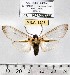  (Amastus venedictoffae - MILA 1208)  @14 [ ] Copyright (2010) Unspecified The Research Collection of Michel Laguerre
