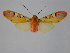  (Gorgonidia buckleyi harterti - BEVI1463)  @12 [ ] No Rights Reserved (2011) Benoit Vincent Unspecified