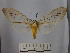  (Amastus aconia - BEVI1660)  @14 [ ] No Rights Reserved (2012) Benoit Vincent Research Collection of Benoit Vincent
