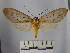  (Amastus aconia rumina - BEVI1667)  @14 [ ] No Rights Reserved (2012) Benoit Vincent Research Collection of Benoit Vincent