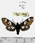  (Cyanarctia - MILA 1540)  @13 [ ] Unspecified (default): All Rights Reserved  Unspecified Unspecified