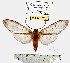  (Amastus esamenae - MILA 1574)  @13 [ ] Unspecified (default): All Rights Reserved  Unspecified Unspecified