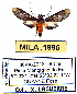  (Haemanota vicinula - MILA 1995)  @13 [ ] Unspecified (default): All Rights Reserved  Unspecified Unspecified