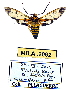  (Leucotmemis guyanensis - MILA 2062)  @14 [ ] Unspecified (default): All Rights Reserved  Unspecified Unspecified