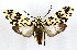  (Galethalea portoricensis - MILA 2122)  @15 [ ] Unspecified (default): All Rights Reserved  Unspecified Unspecified
