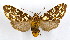  (Phaegoptera fusca - MILA 2123)  @15 [ ] Unspecified (default): All Rights Reserved  Unspecified Unspecified