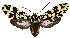  (Galethalea ockendeni - MILA 2276)  @11 [ ] CreativeCommons - Attribution Non-Commercial Share-Alike (2007) M. Laguerre Unspecified