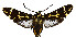  ( - MILA 2293)  @11 [ ] CreativeCommons - Attribution Non-Commercial Share-Alike (2007) M. Laguerre Unspecified