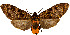 ( - MILA 2296)  @11 [ ] CreativeCommons - Attribution Non-Commercial Share-Alike (2007) M. Laguerre Unspecified