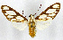  ( - MILA 2455)  @11 [ ] by-nc-sa (2007) M. Laguerre Unspecified