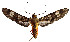  (Hypocladia elongata - MILA2493)  @11 [ ] by-nc-sa (2007) M. Laguerre Unspecified
