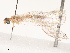  ( - CBG-B12667-C10)  @11 [ ] CreativeCommons - Attribution Share - Alike (2025) CBG Photography Group Centre for Biodiversity Genomics
