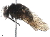  (Stomoxys pullus - BIOUG46406-G06)  @11 [ ] CreativeCommons - Attribution (2019) CBG Photography Group Centre for Biodiversity Genomics