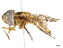  (Asarkina punctifrons - BIOUG46426-A09)  @11 [ ] CreativeCommons - Attribution (2019) CBG Photography Group Centre for Biodiversity Genomics