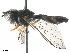  (Allobaccha ichneumonea - BIOUG46426-D08)  @11 [ ] CreativeCommons - Attribution (2019) CBG Photography Group Centre for Biodiversity Genomics