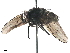  (Stomoxys transvittatus - BIOUG46427-F05)  @11 [ ] CreativeCommons - Attribution (2019) CBG Photography Group Centre for Biodiversity Genomics