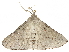  ( - BIOUG51285-G08)  @12 [ ] CreativeCommons - Attribution (2019) CBG Photography Group Centre for Biodiversity Genomics