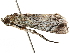  ( - BIOUG51285-H11)  @12 [ ] CreativeCommons - Attribution (2019) CBG Photography Group Centre for Biodiversity Genomics