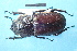  ( - CLV7884)  @11 [ ] CreativeCommons  Attribution Non-Commercial Share-Alike (2019) Carlos Lopez Vaamonde Institut National de la Recherche Agronomique, Zoologie Forestiere
