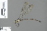  ( - RMNH.INS.500604)  @11 [ ] CreativeCommons - Attribution Non-Commercial Share-Alike (2013) Unspecified Naturalis, Biodiversity Centre