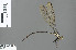  ( - RMNH.INS.500608)  @11 [ ] CreativeCommons - Attribution Non-Commercial Share-Alike (2013) Unspecified Naturalis, Biodiversity Centre