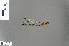  (Metagrion aurantiacum - RMNH.INS.500859)  @11 [ ] CreativeCommons - Attribution Non-Commercial Share-Alike (2013) Unspecified Naturalis, Biodiversity Centre