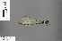  (Metagrion fornicatum - RMNH.INS.502094)  @12 [ ] CreativeCommons - Attribution Non-Commercial Share-Alike (2013) Unspecified Naturalis, Biodiversity Centre