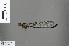  (Caledopteryx sarasini - RMNH.INS.503407)  @12 [ ] CreativeCommons - Attribution Non-Commercial Share-Alike (2013) Unspecified Naturalis, Biodiversity Centre