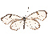  ( - CBG-B21615-A06)  @11 [ ] CreativeCommons - Attribution Share - Alike (2025) CBG Photography Group Centre for Biodiversity Genomics