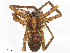  (Viracucha - CBG-B21727-G11)  @11 [ ] CreativeCommons - Attribution Share - Alike (2025) CBG Photography Group Centre for Biodiversity Genomics