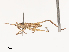  (Dasyscelus - CBG-B21800-C12)  @11 [ ] CreativeCommons - Attribution Share - Alike (2025) CBG Photography Group Centre for Biodiversity Genomics