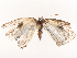  ( - CBG-B22617-G09)  @11 [ ] CreativeCommons - Attribution Share - Alike (2025) CBG Photography Group Centre for Biodiversity Genomics