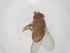  (Drosophila paranaensis - CBG-B22753-A04)  @11 [ ] CreativeCommons - Attribution Share - Alike (2025) Centre for Biodiversity Genomics Centre for Biodiversity Genomics