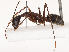  ( - CBG-B00466-B04)  @11 [ ] CreativeCommons - Attribution Share - Alike (2025) CBG Photography Group Centre for Biodiversity Genomics