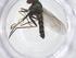  (Condylostylus erectus - CBG-B23190-H09)  @11 [ ] CreativeCommons - Attribution Share - Alike (2025) Centre for Biodiversity Genomics Centre for Biodiversity Genomics