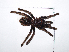  (Sericopelma sp - CCDB-11311 A01)  @11 [ ] Copyright (2012) C. Viquez Instituto Nacional de Biodiversidad