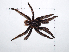  (Sericopelma rubronitens - CCDB-11311 A05)  @11 [ ] Copyright (2012) C. Viquez Instituto Nacional de Biodiversidad