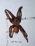  (Aphonopelma - CCDB-11311 G06)  @14 [ ] Copyright (2012) C. Viquez Instituto Nacional de Biodiversidad