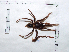  (Davus - INB0004325202)  @13 [ ] Copyright (2012) C. Viquez Instituto Nacional de Biodiversidad