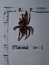  ( - INB0004325203)  @11 [ ] Copyright (2012) C. Viquez Instituto Nacional de Biodiversidad