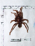  ( - INB0004325214)  @11 [ ] Copyright (2012) C. Viquez Instituto Nacional de Biodiversidad