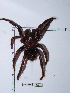  (Sericopelma - INB0004325222)  @11 [ ] Copyright (2012) C. Viquez Instituto Nacional de Biodiversidad