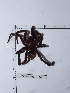  (Lasiodora puriscal - INB0004325361)  @12 [ ] Copyright (2012) C. Viquez Instituto Nacional de Biodiversidad
