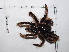  (Brachypelma albopilosum - INB0004328397)  @13 [ ] Copyright (2012) C. Viquez Instituto Nacional de Biodiversidad
