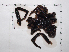  (Aphonopelma sclerothrix - INB0004328398)  @12 [ ] Copyright (2012) C. Viquez Instituto Nacional de Biodiversidad