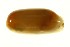  (Cylichna alba - 11ARMOL-00006)  @13 [ ] CreativeCommons - Attribution  Unspecified Centre for Biodiversity Genomics